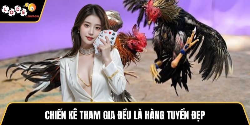 Chiến kê tham gia đều là hàng tuyển đẹp