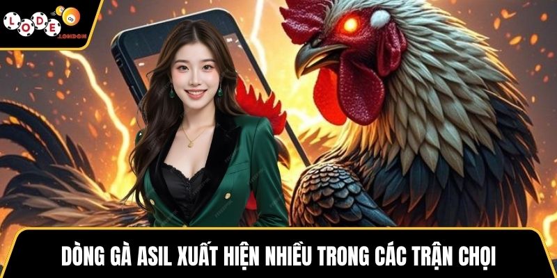 Dòng gà Asil xuất hiện nhiều trong các trận chọi